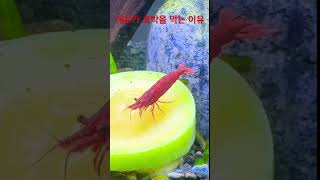 새우가 호박을 왜 먹을까 feat.CLOVA Dubbing #shorts #shrimp