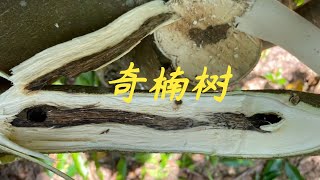 【老林赶野】很多網友問老林收樹怎麼出價，又怎麼看樹，老林今天來給大家講講