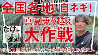 リーフエナジーだけで夏を乗り越えれる？わけではないので知った方が良い現実。+１の商品と5つの選択肢を紹介します。農業収益UPs‼　LaPlaS　leaf-energy