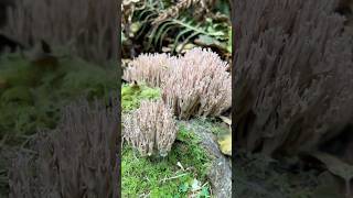 the prettiest coral mushrooms... #nature #rosycoral