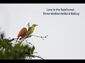 Love in the Rainforest: The Three-Wattled Bellbird’s Mesmerizing Mating Ritual