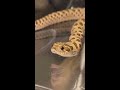 hognose attacks reptile animal snake