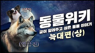 📔동물위키: 굳이 알려주고 싶은 늑대 이야기(상)👀