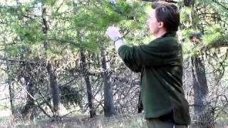 Conifer identification Simple rule
