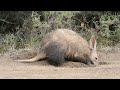 aardvark digging for ants in the daytime