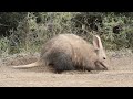 aardvark digging for ants in the daytime