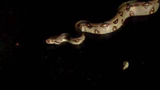 2010-04-10 snake.MP4