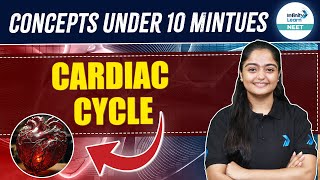 Cardiac Cycle Made Easy: Understanding Heart Mechanics | NEET 2025 Biology | Class 11