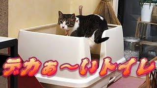 デかぁ～い猫にはデかぁ～いトイレ【猫日記こむぎ＆だいず】2018 06 05