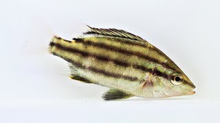 シマイサキ幼魚＜漁港へいこう！～動画で「岸壁採集！」図鑑～＞