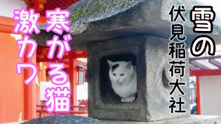 雪の伏見稲荷大社猫が寒がる姿が可愛い