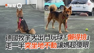 德國牧羊犬懶得撿球　走一半突坐地不動...媽超傻眼｜寵物｜狗｜德牧