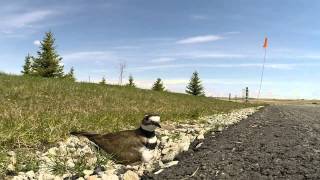 killdeer Nest Cam