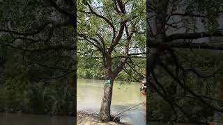 কেওড়া গাছ,সুন্দরবন