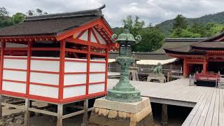 【世界遺産】厳島神社⛩宮島！修繕、補強工事中！