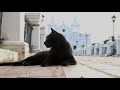 pact with the devil cats guard tombs in colombian cemetery