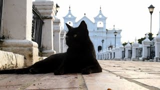 Pact with the devil? Cats guard tombs in Colombian cemetery