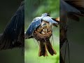 Heroic blue bird Rescue Chicks During Whiteout Snowstorm #birds #snow #mother #trending