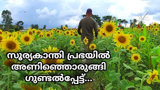 Gundlupet Sunflower Garden|സൂര്യകാന്തി പ്രഭയില്‍ അണിഞ്ഞൊരുങ്ങി ഗുണ്ടല്‍പ്പേട്ട്...