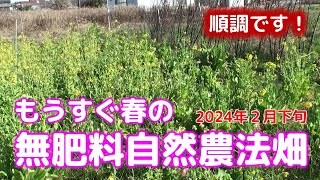 もうすぐ春の無肥料自然農法畑　2024年2月下旬