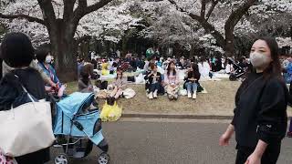 代々木公園　お花見散歩　2023/3/21 28