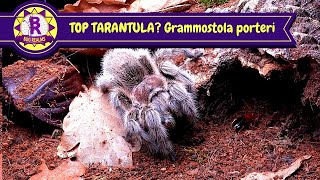 TOP TARANTULA? Grammostola porteri - Common Rose Hair