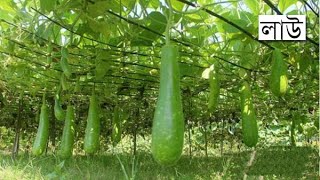 ছাদের বাগানে লাউ গাছের পরিচর্যা | Overview of Gourd Plants in Rooftop Garden @rooftopgarden