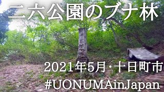 二六公園(Niroku Park)のブナ林 川西モトクロス場 十日町市 Relax Fresh green Walk - #UONUMAinJapan #新潟県森林浴の森百選