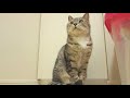 猫のマズルぷっくりゴキゲンな丸顔が可愛過ぎる【猫 かわいい】