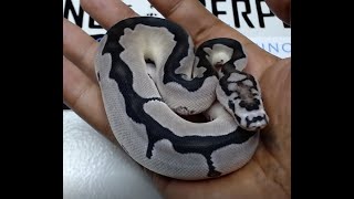 Ball Python Blade VPI Axanthic Clown. New pick up from Villarino Reptiles