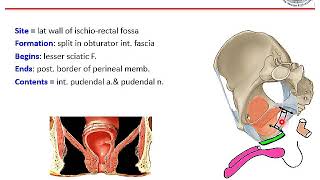 Perineum (Ischiorectal fossa \u0026 Perineal pouches)