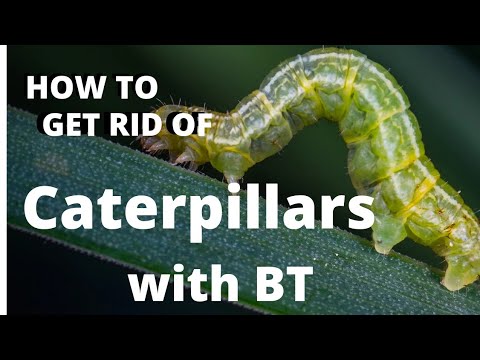 How To Get Rid Of Caterpillars : How To Apply BT - YouTube