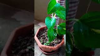 Money plant growth #garden #plant cutting