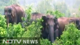 8 elephants trapped in an island in Baitarani river in Odisha