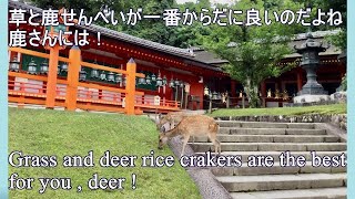 《奈良の鹿 Deer in Nara》 神様のお使い God's messenger