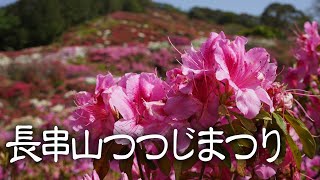 長串山つつじまつり 開花状況 2023.04.17