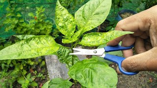 How to make chili hold more fruits | pruning chili pepper plants - my agriculture