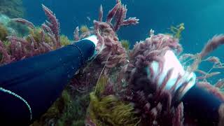 Harvest of Asparagopsis taxiformis seaweed  - seaExpert 2020