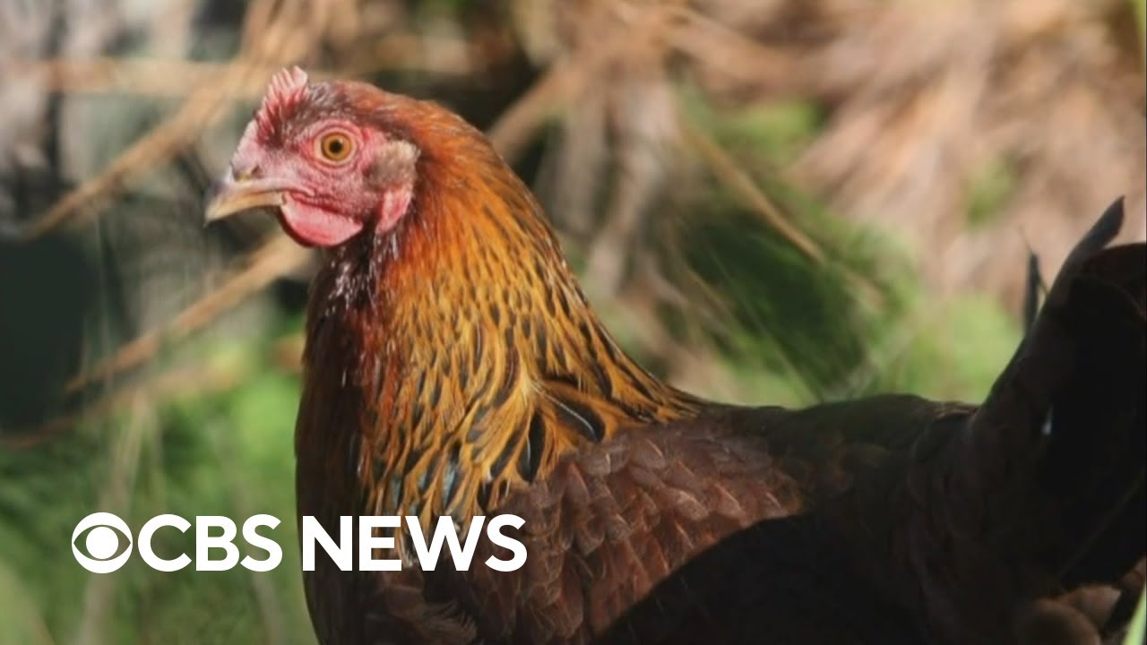 H5N1 Bird Flu Strain Spreading To Other Mammals Across U.S. - YouTube