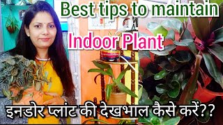 How to Care Indoor Plants | Indoor Plants Care \u0026 Tips | Tips To Maintain Indoor Plant or House Plant