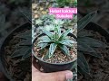 Agave victoriae-reginae, Ratu Victoria agave