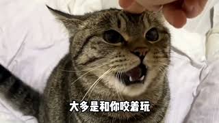 作为中华神猫的代表，狸花猫应该怎么养？- 貓日常,貓日記, #猫 , #萌宠