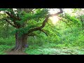 Nightfall in Ancient Oak Forest - Sababurg - Germany