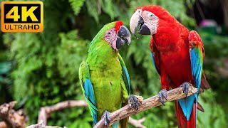 Gezegenimiz | Macaw Papağan 4K - Yağmur Ormanlarında Renkli Kuşlarla Rahatlatıcı