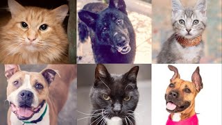 Sacramento's adoptable pets for June 21