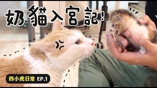 【黃阿瑪的後宮生活】奶貓入宮記！四小虎日常EP.1