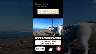 [#チワペキ] 　海の公園で散歩　今回は砂浜へ行ったけど…ビビリ犬炸裂w　  #shorts     [#散歩]