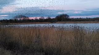 241224 Ripon Rentons Bridge Murmurations - VID 20241224 154747