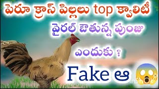 పెరూ క్రాస్ పిల్ల లు తక్కువ లో మోసపోకండి వీడియోలో పూర్తి వివరాలు #+91 92909 95068#viral #viralvideo