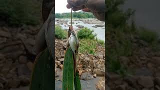 അതിരപ്പിള്ളിയിലെ മീൻപിടുത്തം🎣 #keralafishing  #shorts